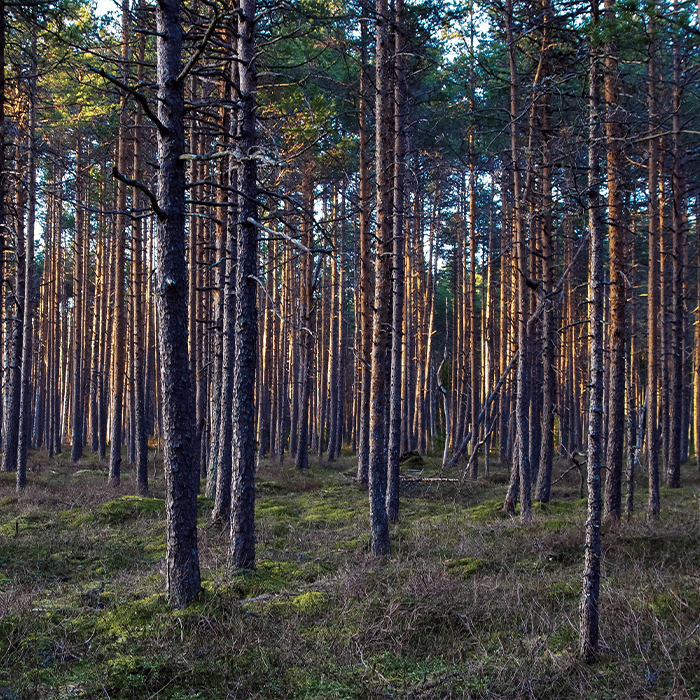 consultoria ambiental em curitiba