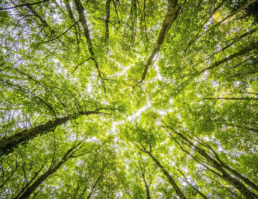 consultoria ambiental em curitiba